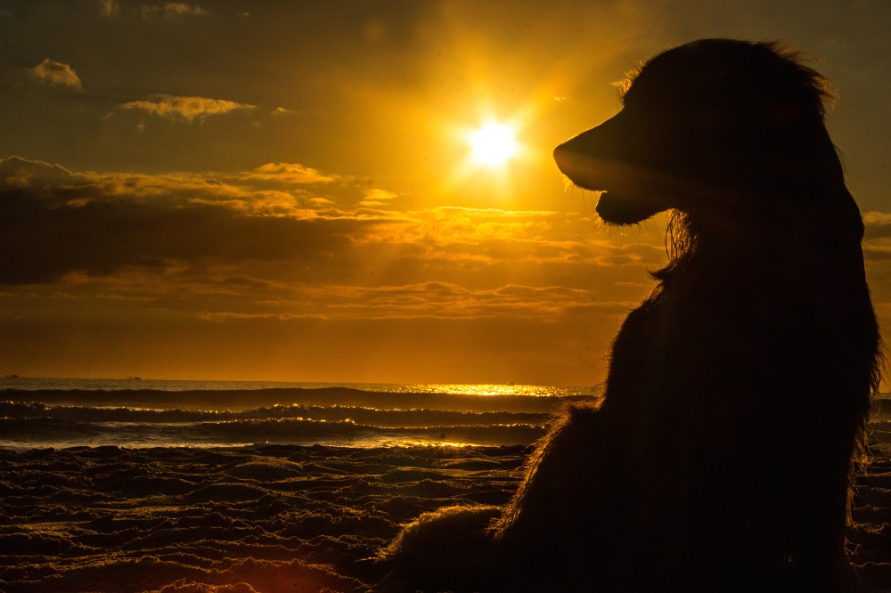 Am Hundestrand: So macht Schwimmen mit Hund Spaß - Am Hundestrand: So macht Schwimmen mit Hund Spaß