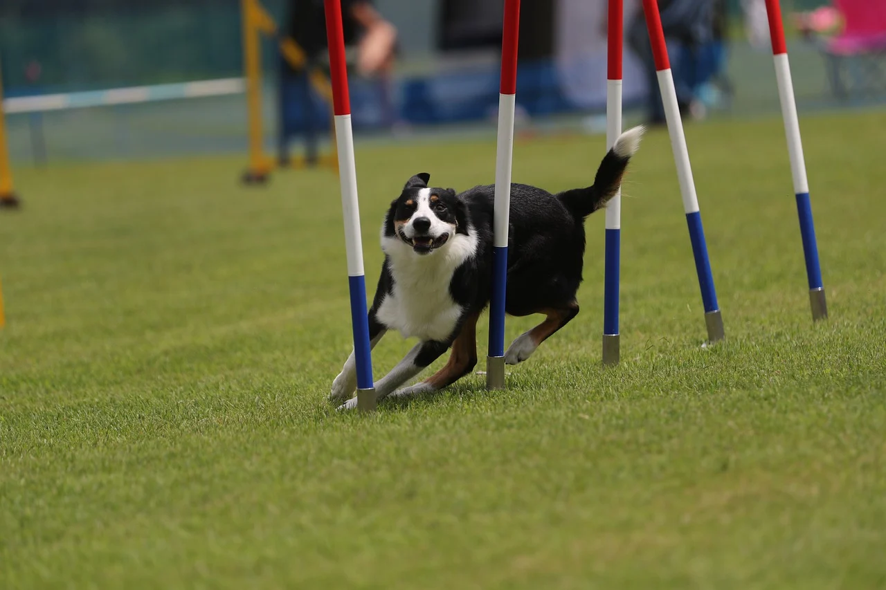 Die 5 beliebtesten Hundesportarten für dich und deinen Hund - Die 5 beliebtesten Hundesportarten für dich und deinen Hund