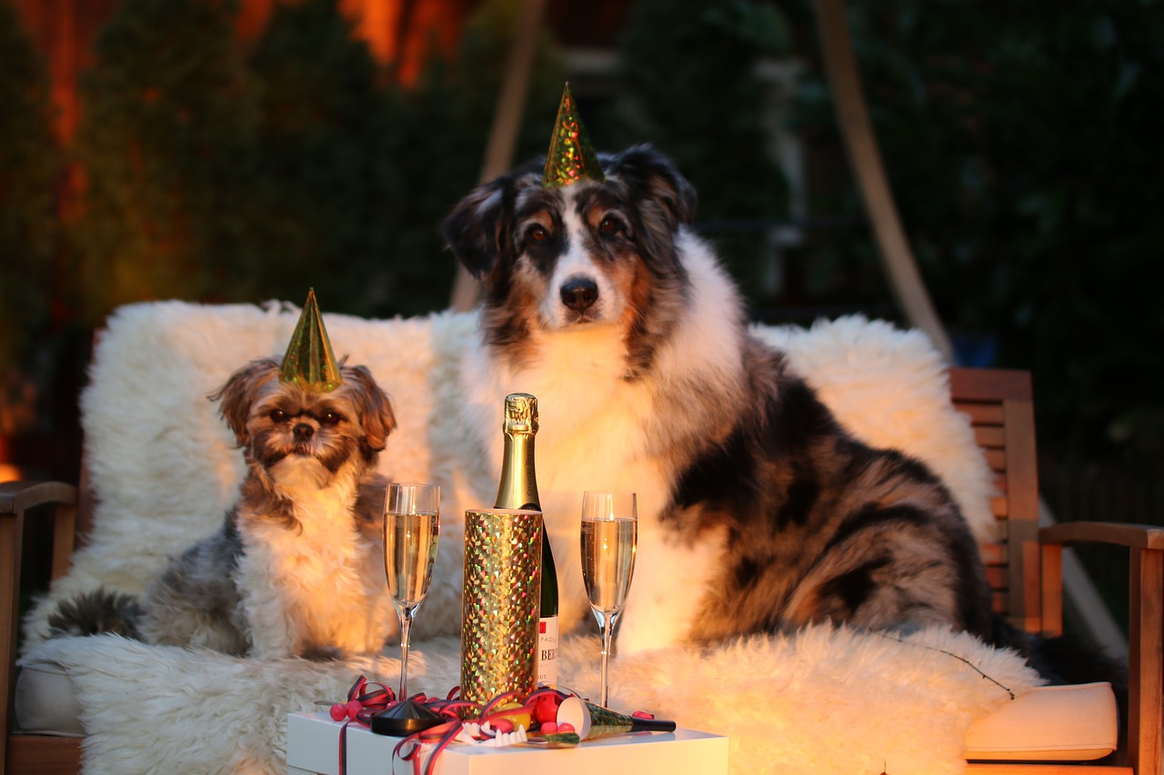 Silvesterangst beim Hund - So wird der Jahreswechsel entspannt! - Silvesterangst beim Hund - So wird der Jahreswechsel entspannt!