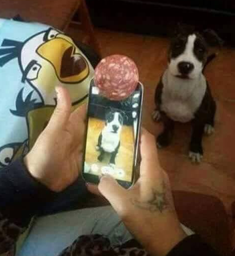 Hunde-Selfie mit Salami am Handy