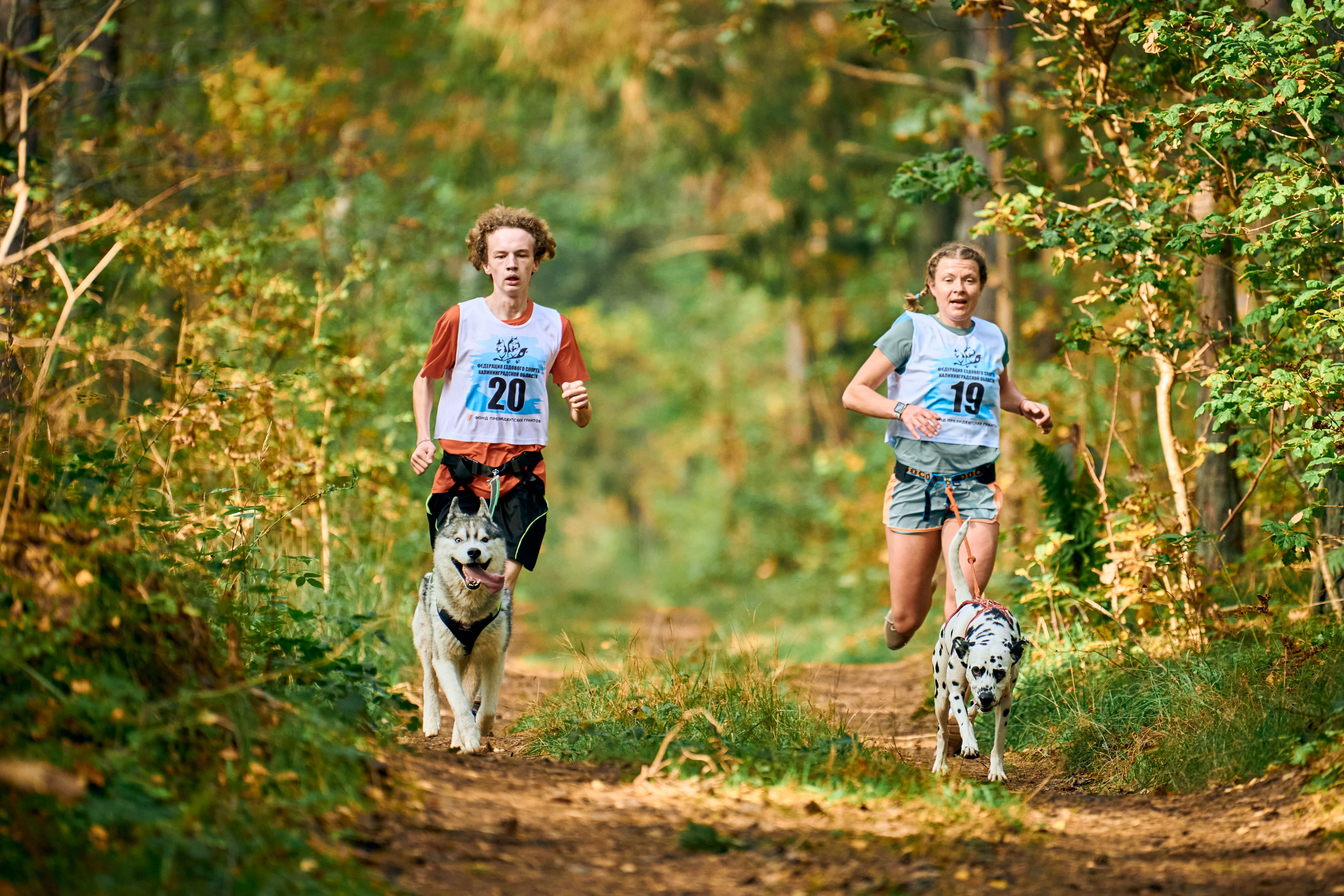 Zwei Mensch-Hund-Teams beim Canicross im Wald. 